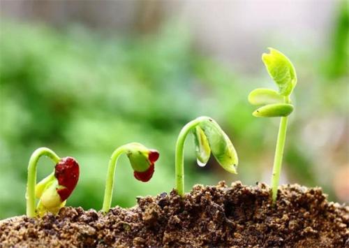 土壤肥料養(yǎng)分檢測儀 土壤肥料養(yǎng)分檢測儀